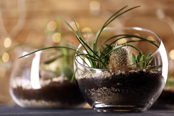 Florarium with succulents and cactus