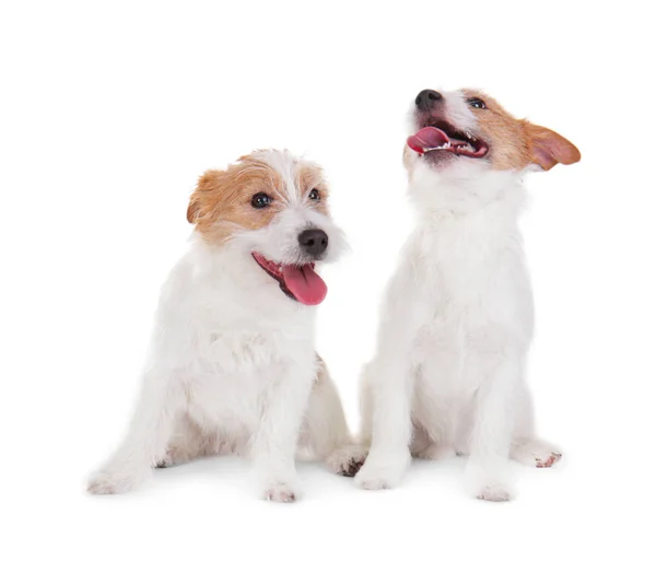 Cute funny dogs — Stock Photo, Image