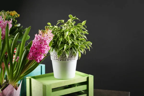 Beautiful plants and wooden boxes — Stock Photo, Image