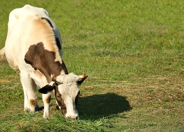 Милая корова на зеленом пастбище — стоковое фото