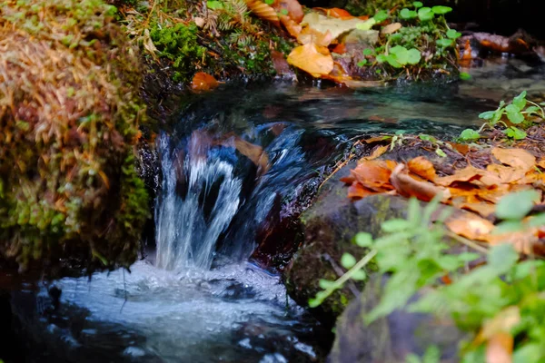 Fluxo de floresta dos Cárpatos — Fotografia de Stock