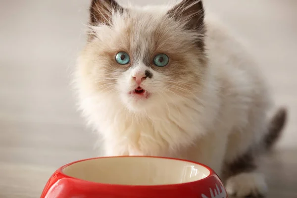 Cute kitten at home — Stock Photo, Image