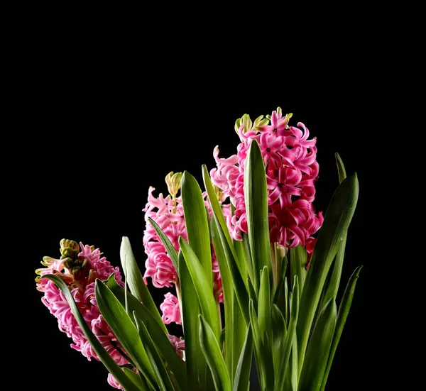 Szép Réka virág — Stock Fotó