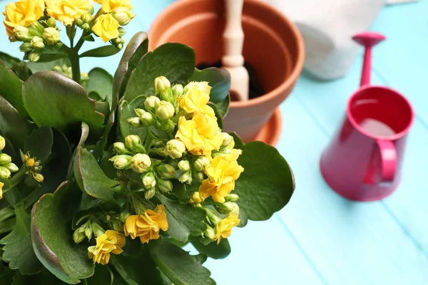 Bahçıvan ekipman ile güzel çiçek — Stok fotoğraf