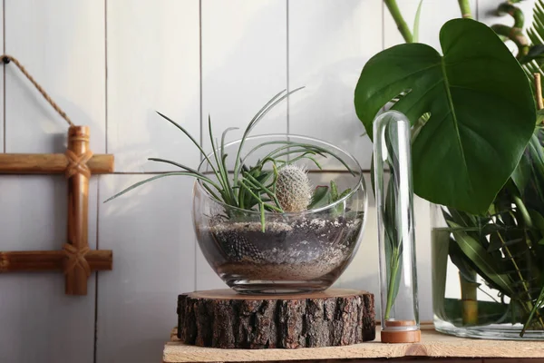Decoratieve glazen vazen met sappig en cactus — Stockfoto