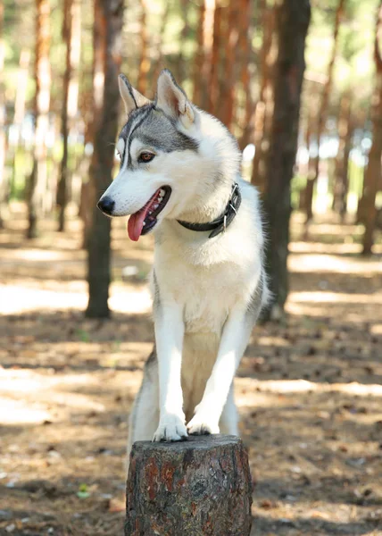 Söta husky på stubbe i skogen — Stockfoto