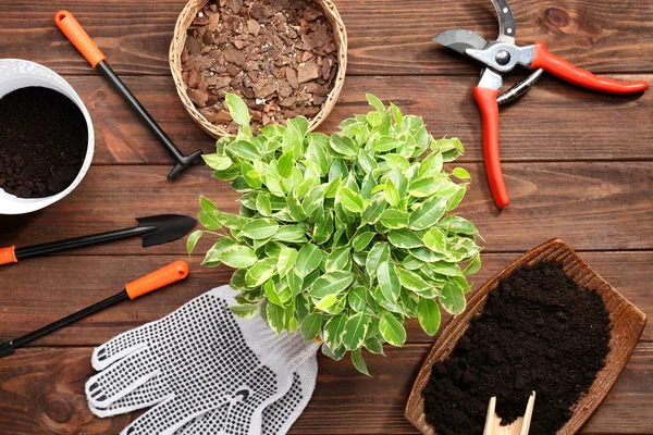 Pflanzen- und Gartengeräte — Stockfoto