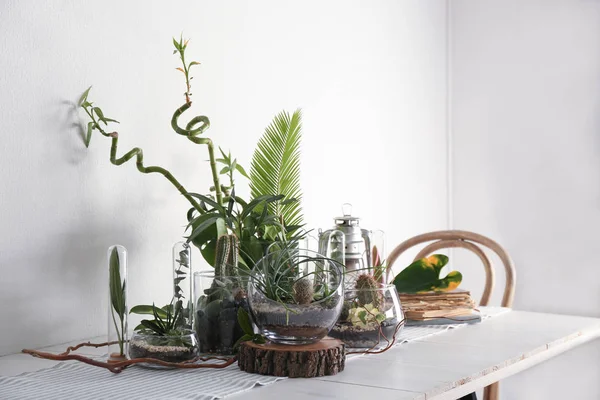 Succulent gardens in glass vases — Stock Photo, Image