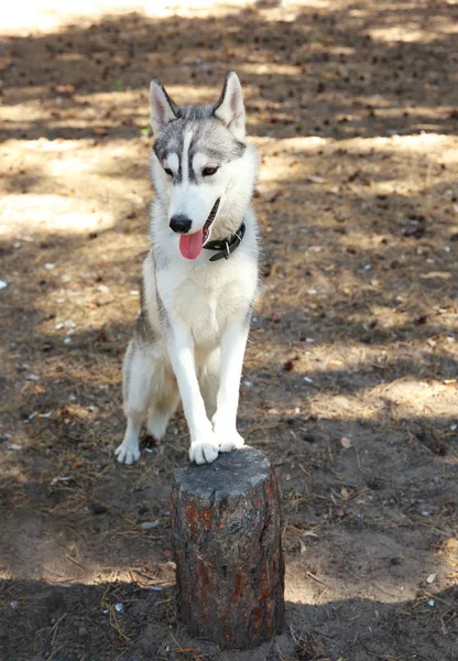 Roztomilý husky na pařez v lese — Stock fotografie