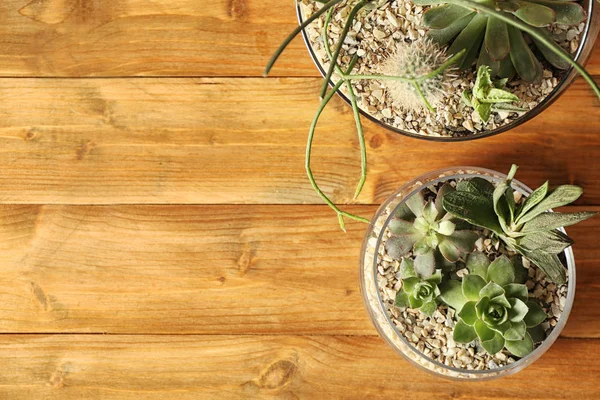 Cam tencere ile succulents — Stok fotoğraf