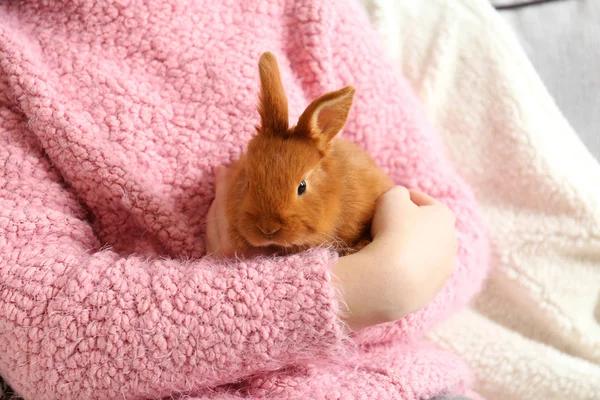 Ragazza tenendo piccolo coniglio — Foto Stock