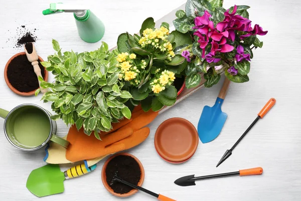 Hermosas plantas en la mesa —  Fotos de Stock