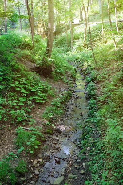 Pequeño río en bosque salvaje — Foto de Stock