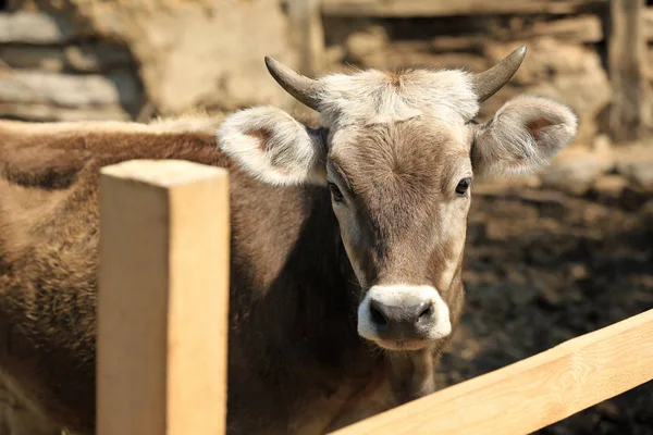 Vache à la ferme derrière une clôture — Photo