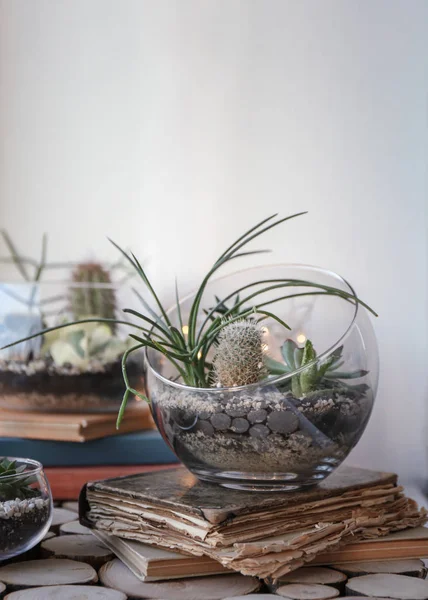 Mini sappige tuin in glazen terrarium — Stockfoto