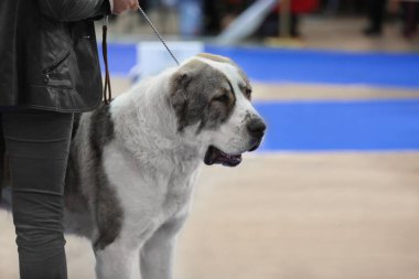 Sevimli köpek sahibi ile 