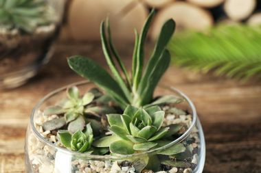 Succulents güzel kompozisyon