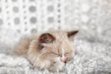 Evdeki sevimli kedi yavrusu.