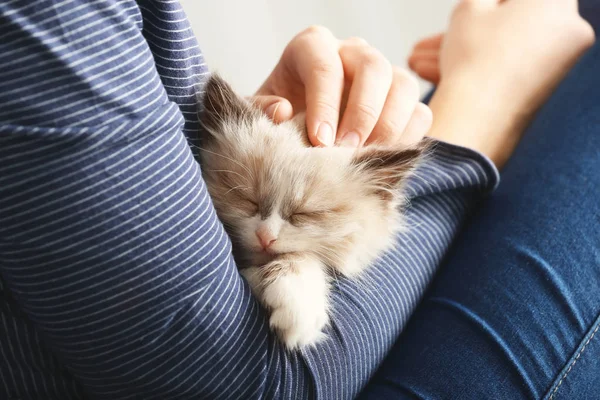 Ägare med söta lilla kattunge — Stockfoto