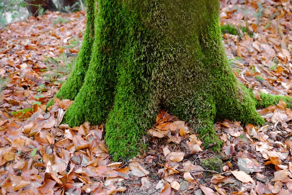 Green moss on tree — Stock Photo, Image