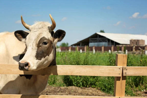 Vache dans la ferme laitière — Photo