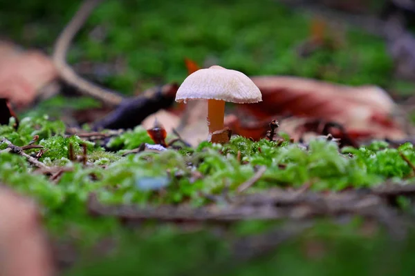 Jamur yang tidak bisa dimakan di hutan — Stok Foto