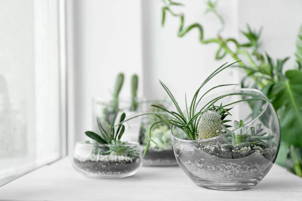 Mini saftig trädgård i glas terrarium — Stockfoto