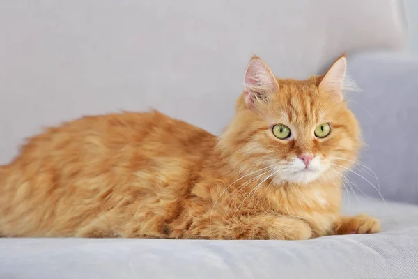 Kırmızı kabarık kedi — Stok fotoğraf