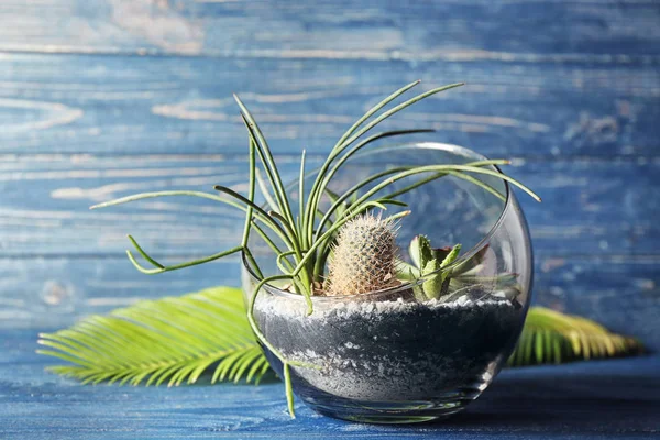Glazen pot met vetplanten — Stockfoto