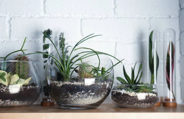 Florário em vasos de vidro com suculentas — Fotografia de Stock