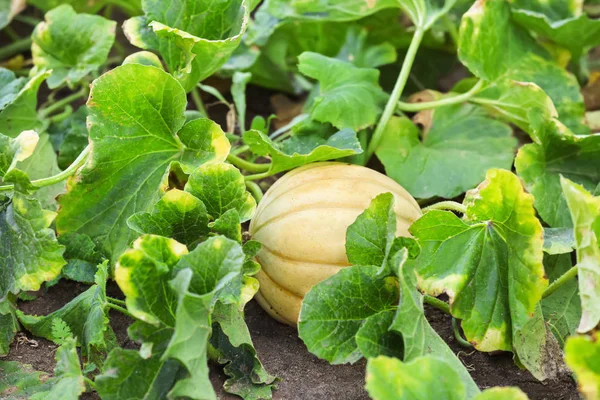 Pumpkin on garden bed — Stock Photo, Image