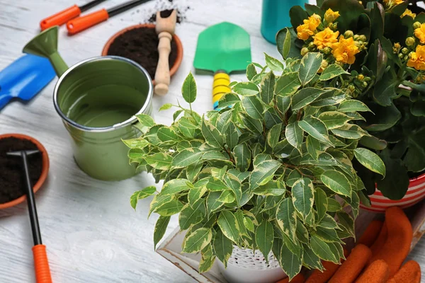 Beautiful plants on table — Stock Photo, Image