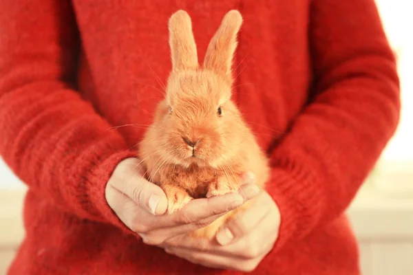 Woman holding fluffy rabbit — Stock Photo, Image