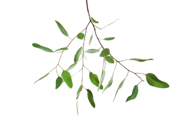 Grüner Zweig auf weißem — Stockfoto