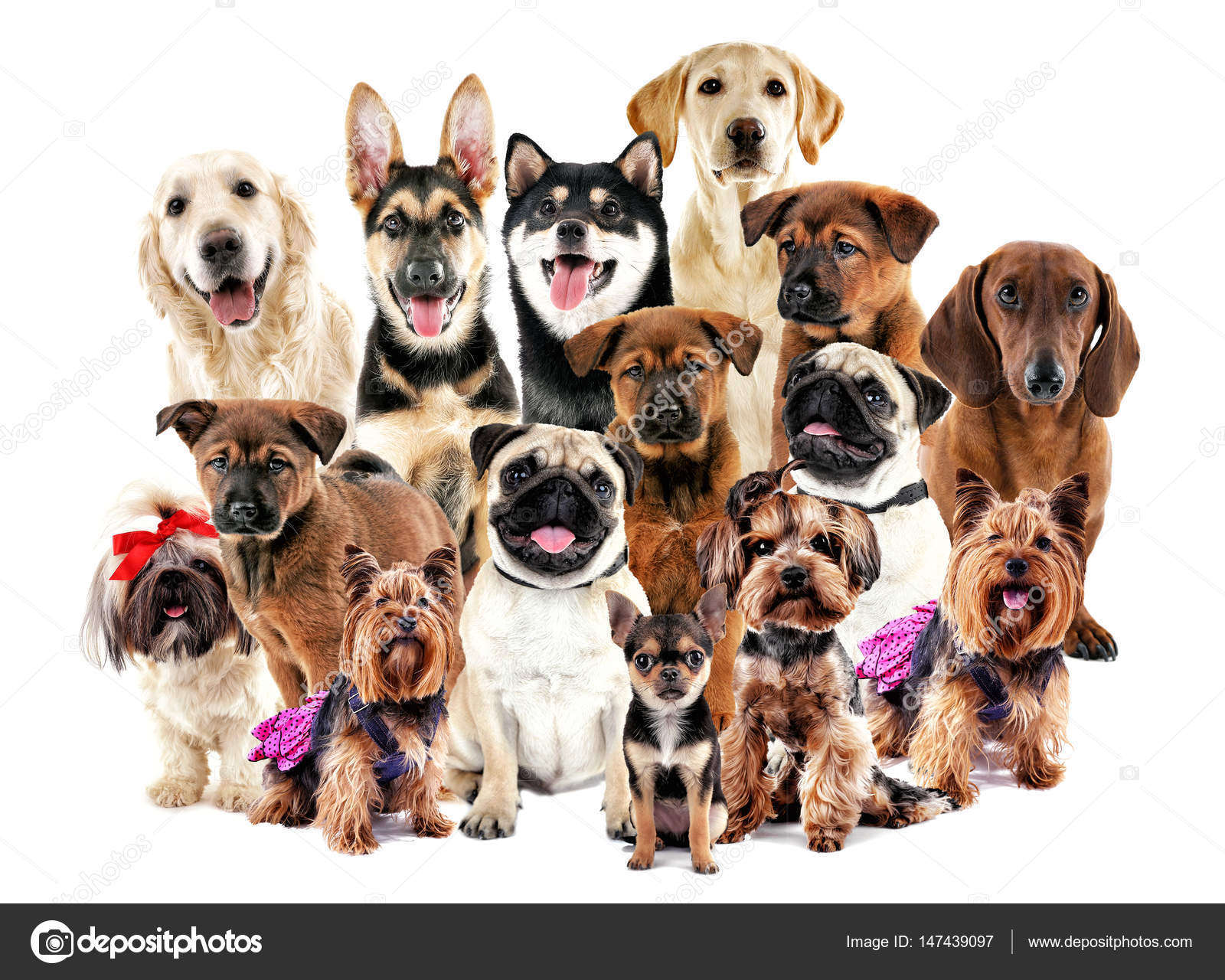 Muchos fotos de stock, imágenes de Muchos perros sin royalties