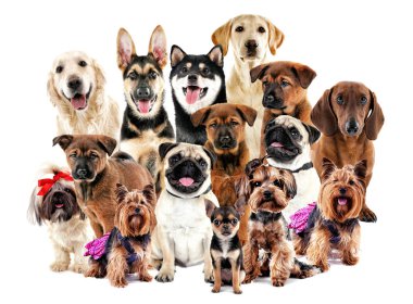 Grup şirin köpek 