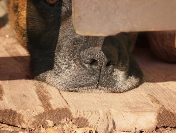 Watchdog rustend op hout — Stockfoto