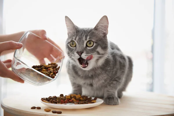 Proprietário alimentação bonito gato — Fotografia de Stock