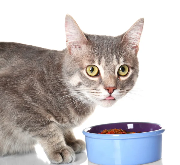 Gato bonito comer — Fotografia de Stock