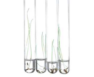 Plants in test tubes
