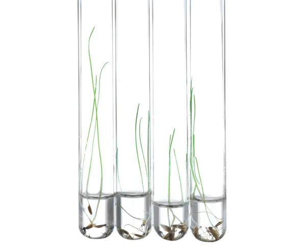 Plants in test tubes — Stockfoto