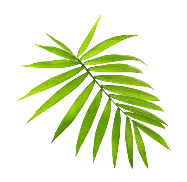 Groene kokos-blad — Stockfoto