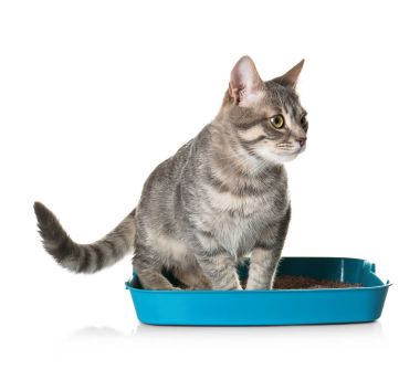 Plastik çöp kutusunda sevimli kedi