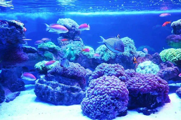 Εξωτικά ψάρια κοραλλιογενών στο ενυδρείο — Φωτογραφία Αρχείου