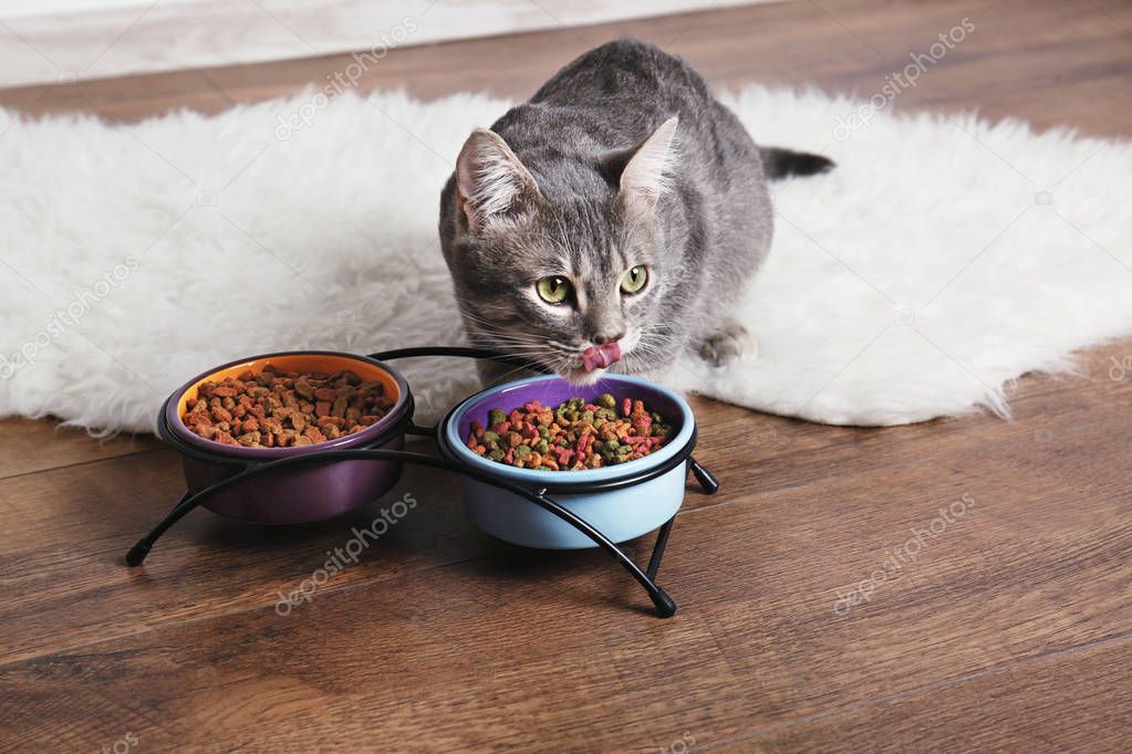 Cute cat eating — Stock Photo © belchonock 147476089