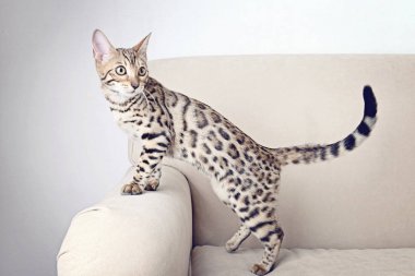 Şirin kedi kanepede 