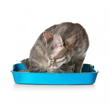 Cute cat in plastic litter box  clipart