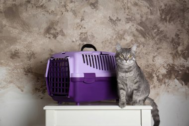 Kedi ve taşıyıcı kutusu 