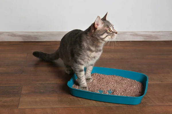 Cute cat in plastic litter box — Stock Photo, Image