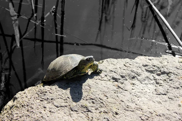 Kirli su dışarı sürünen kaplumbağa — Stok fotoğraf